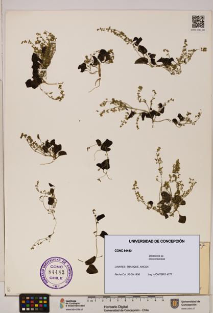 Dioscorea sp. [Espécimen: ]