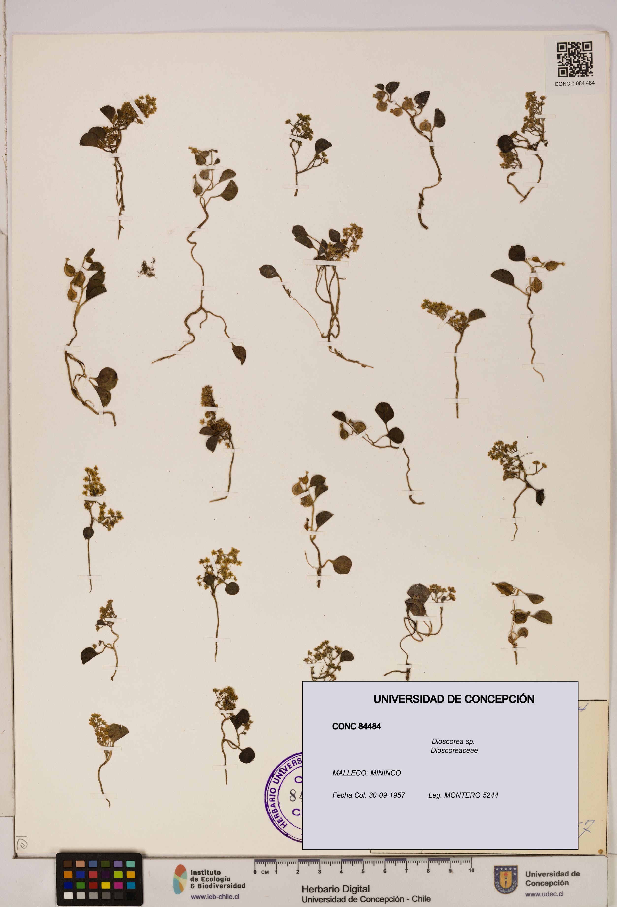 Dioscorea sp. [Espécimen: ]