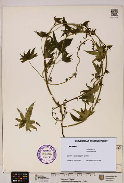 Dioscorea sp. [Espécimen: ]