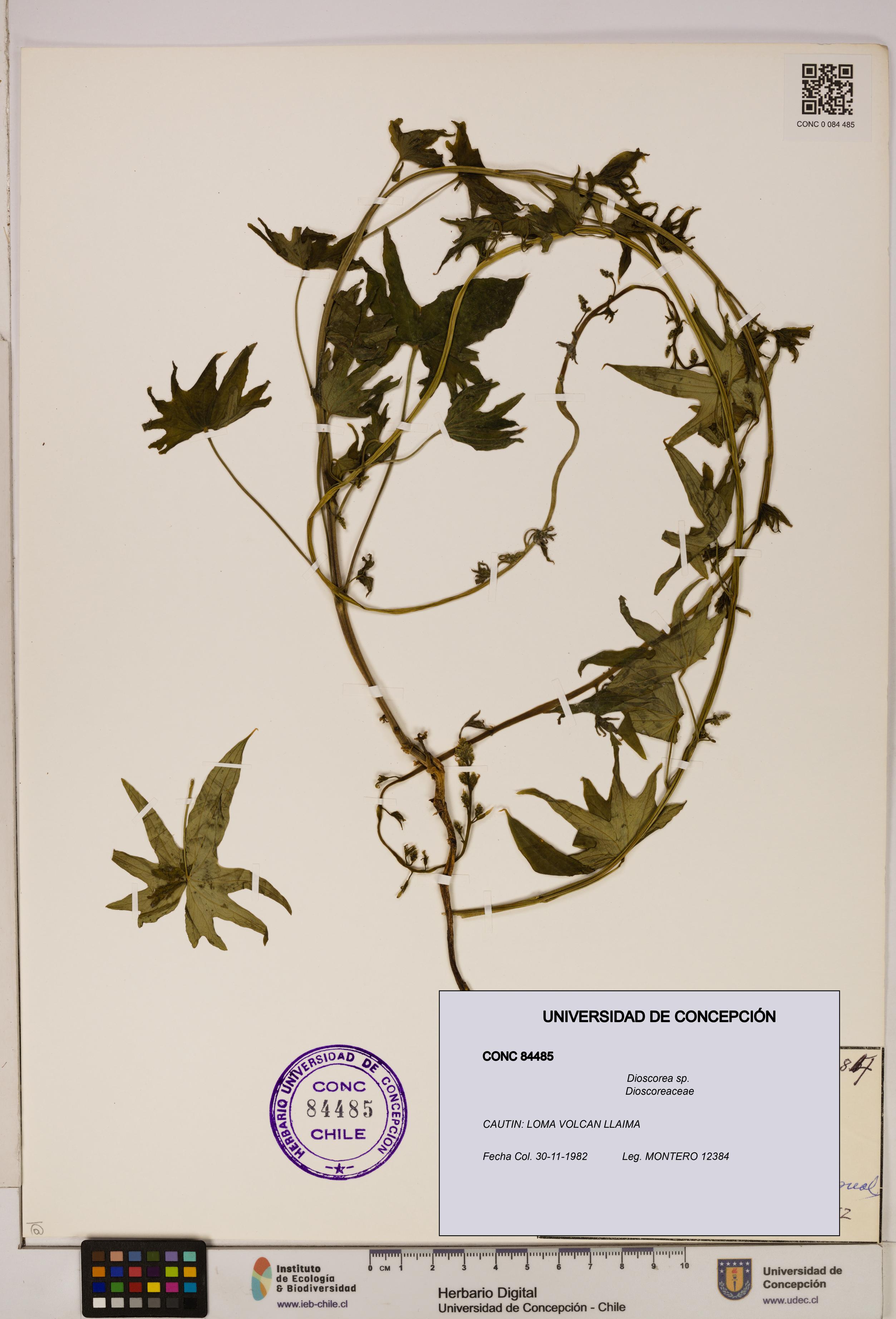 Dioscorea sp. [Espécimen: ]