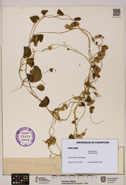 Dioscorea sp. [Espécimen: ]