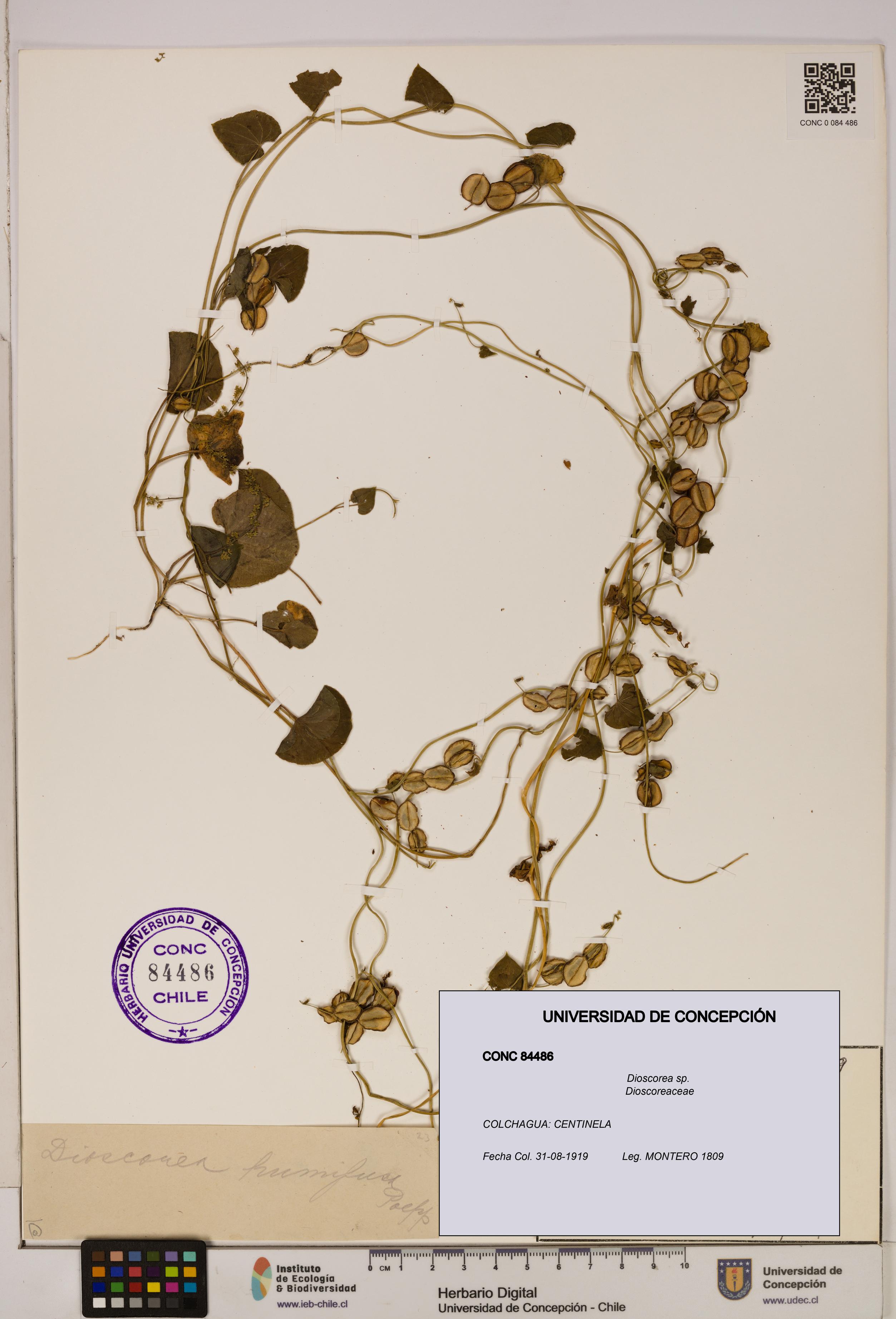 Dioscorea sp. [Espécimen: ]