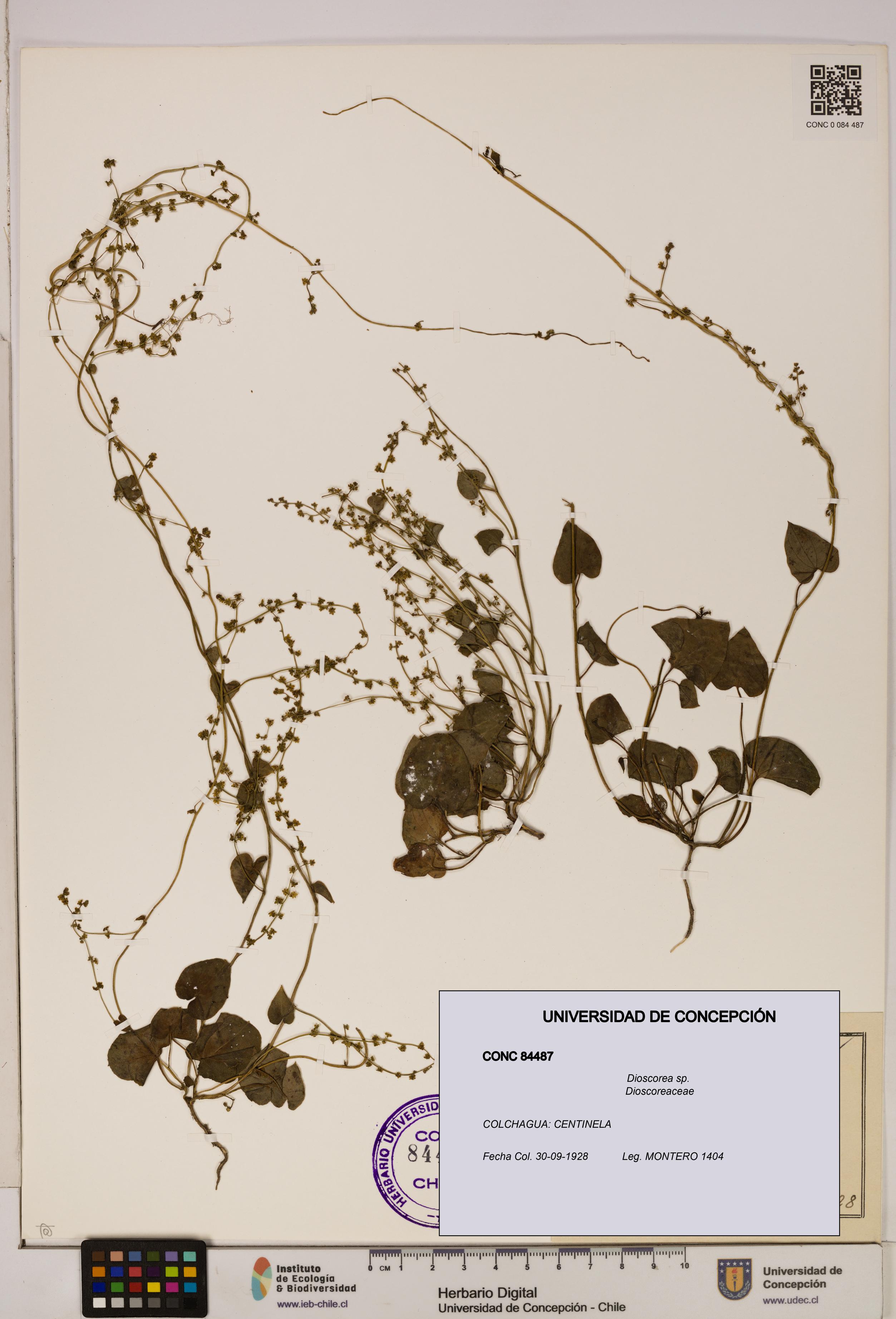 Dioscorea sp. [Espécimen: ]