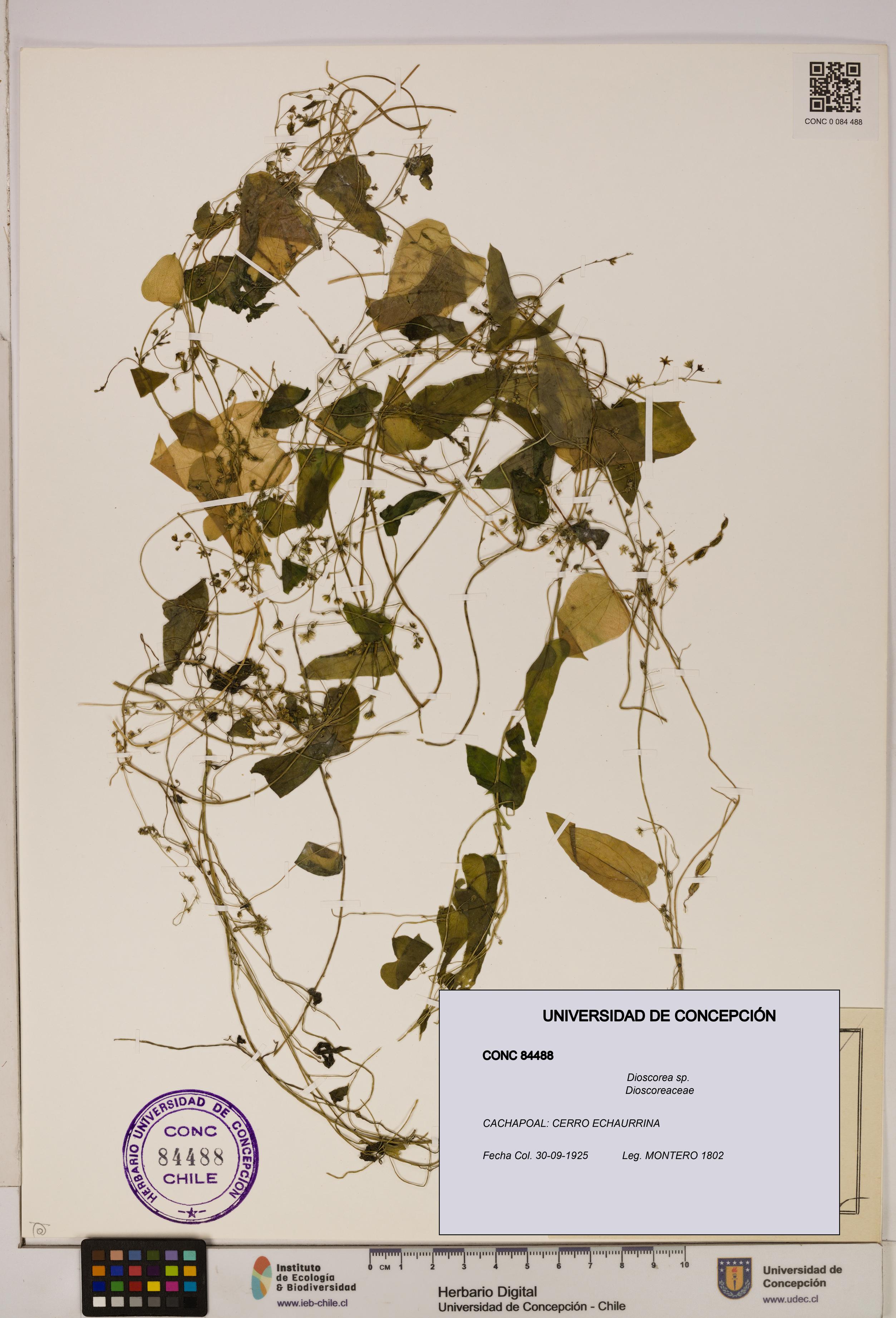 Dioscorea sp. [Espécimen: ]