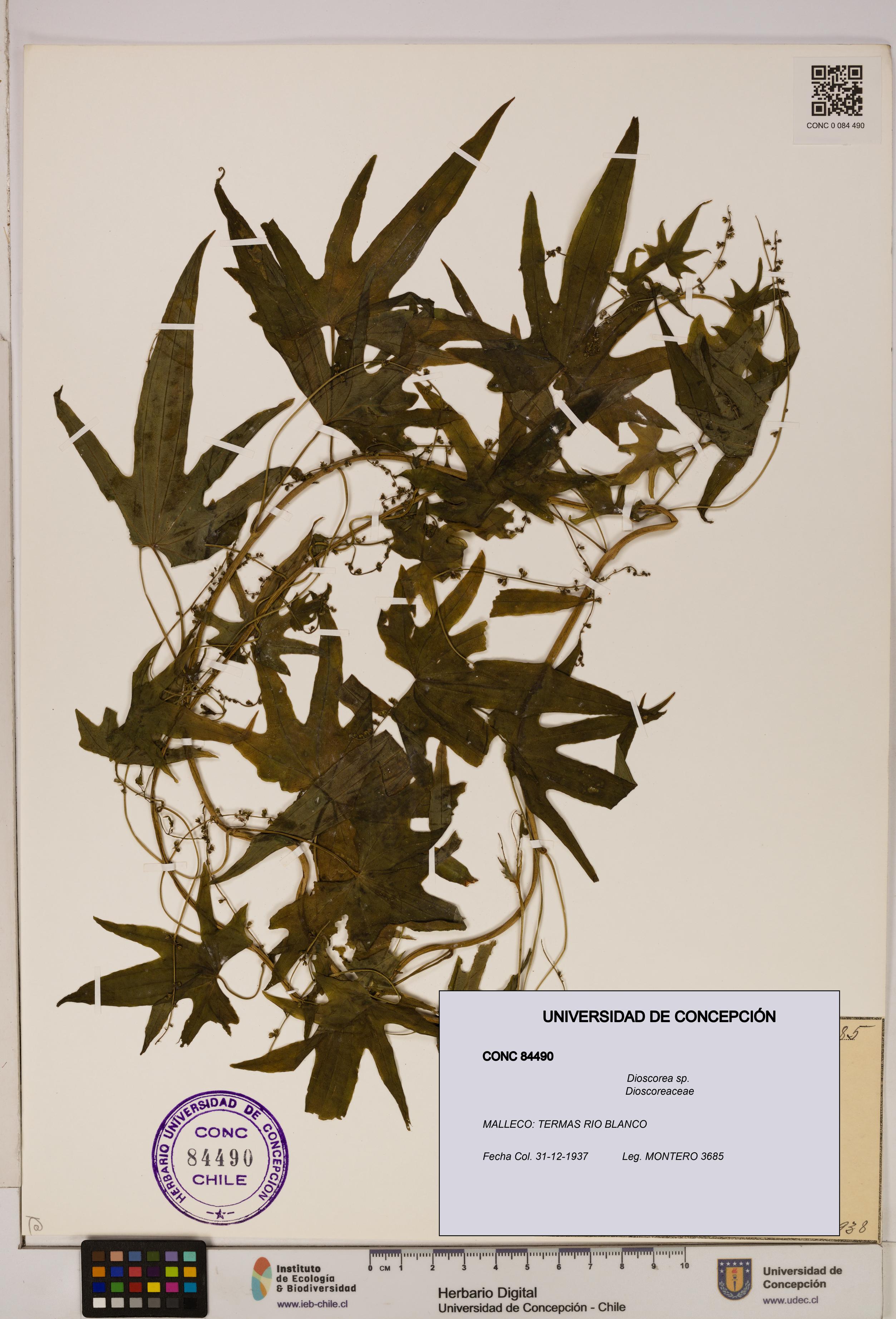 Dioscorea sp. [Espécimen: ]