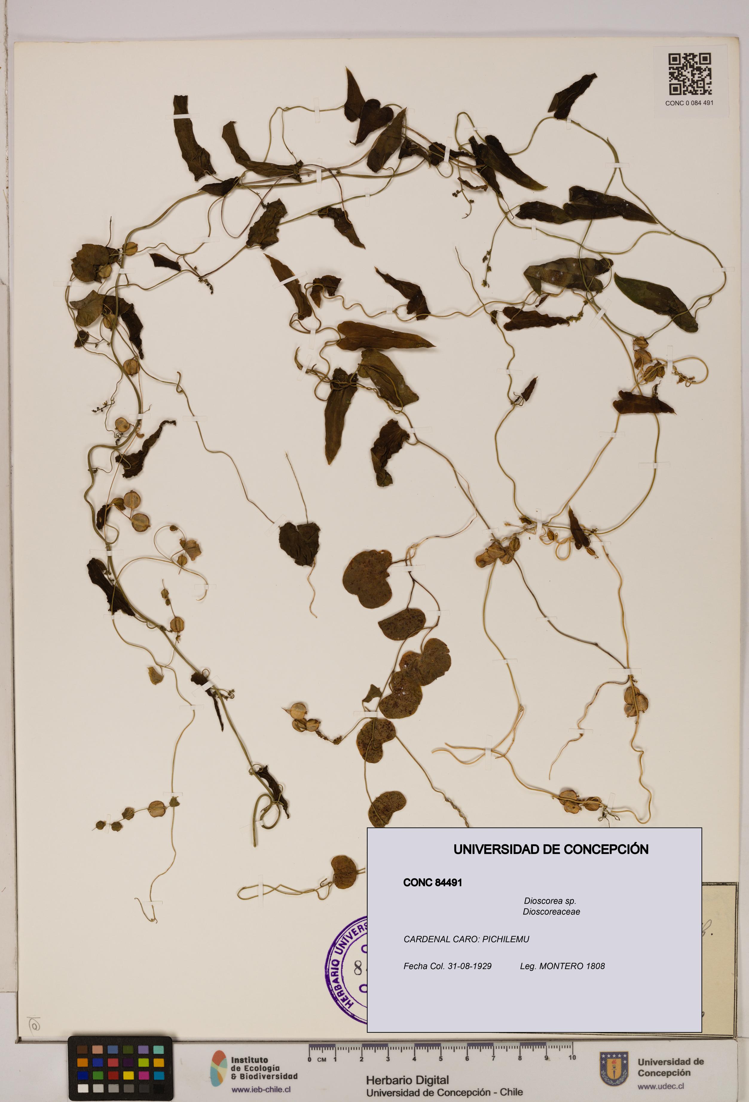 Dioscorea sp. [Espécimen: ]