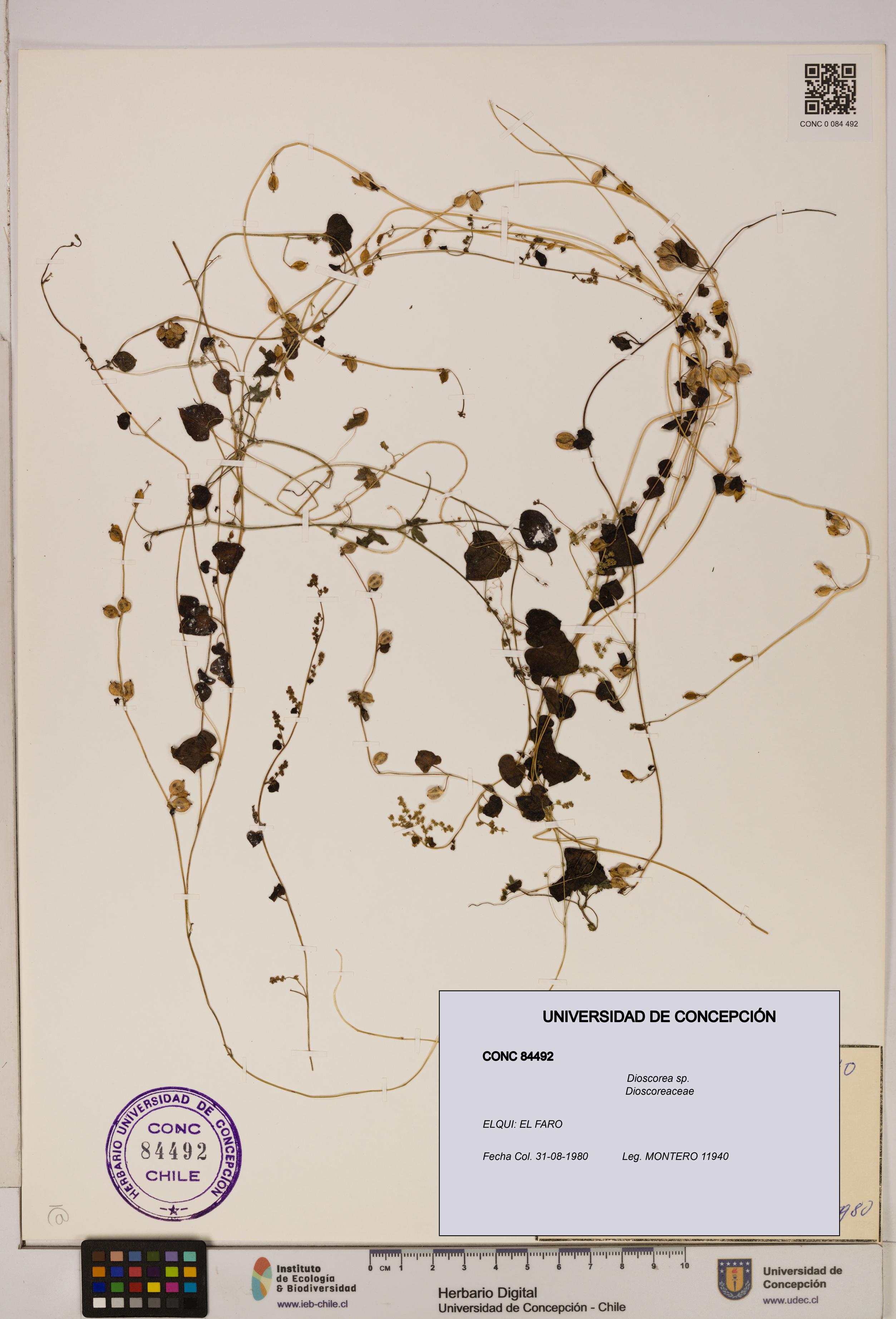 Dioscorea sp. [Espécimen: ]