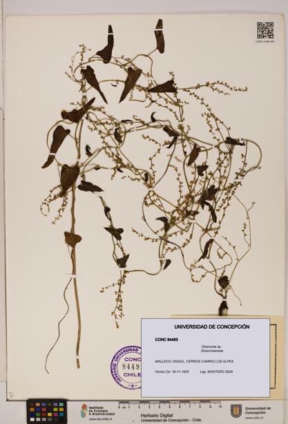 Dioscorea sp. [Espécimen: ]