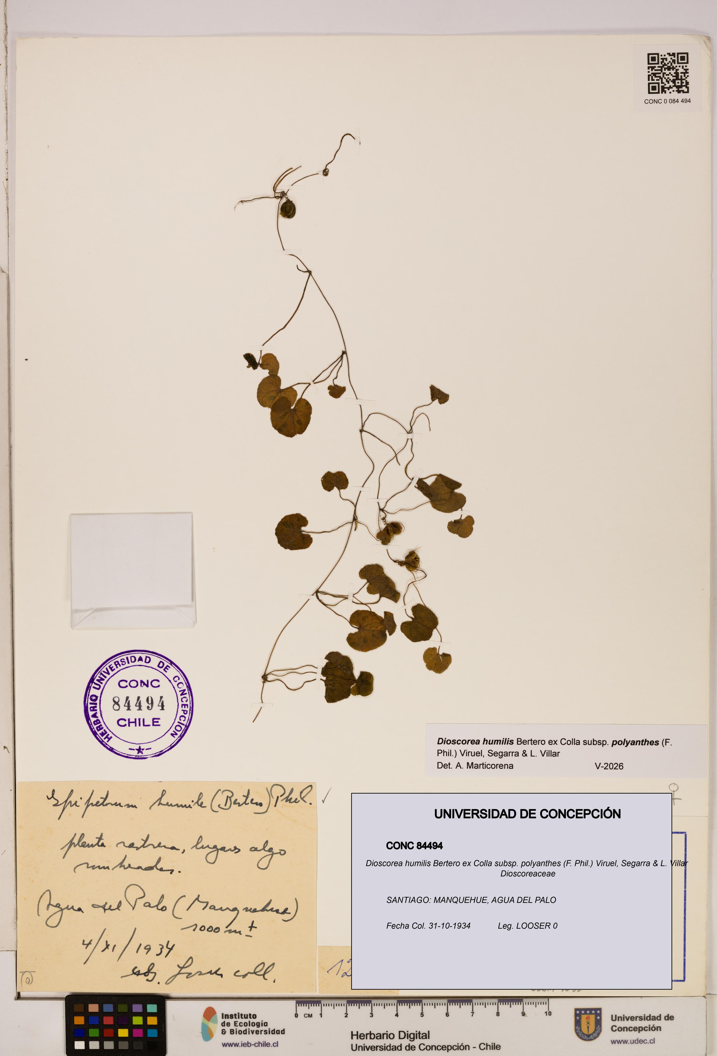 Dioscorea humilis [Espécimen: ]