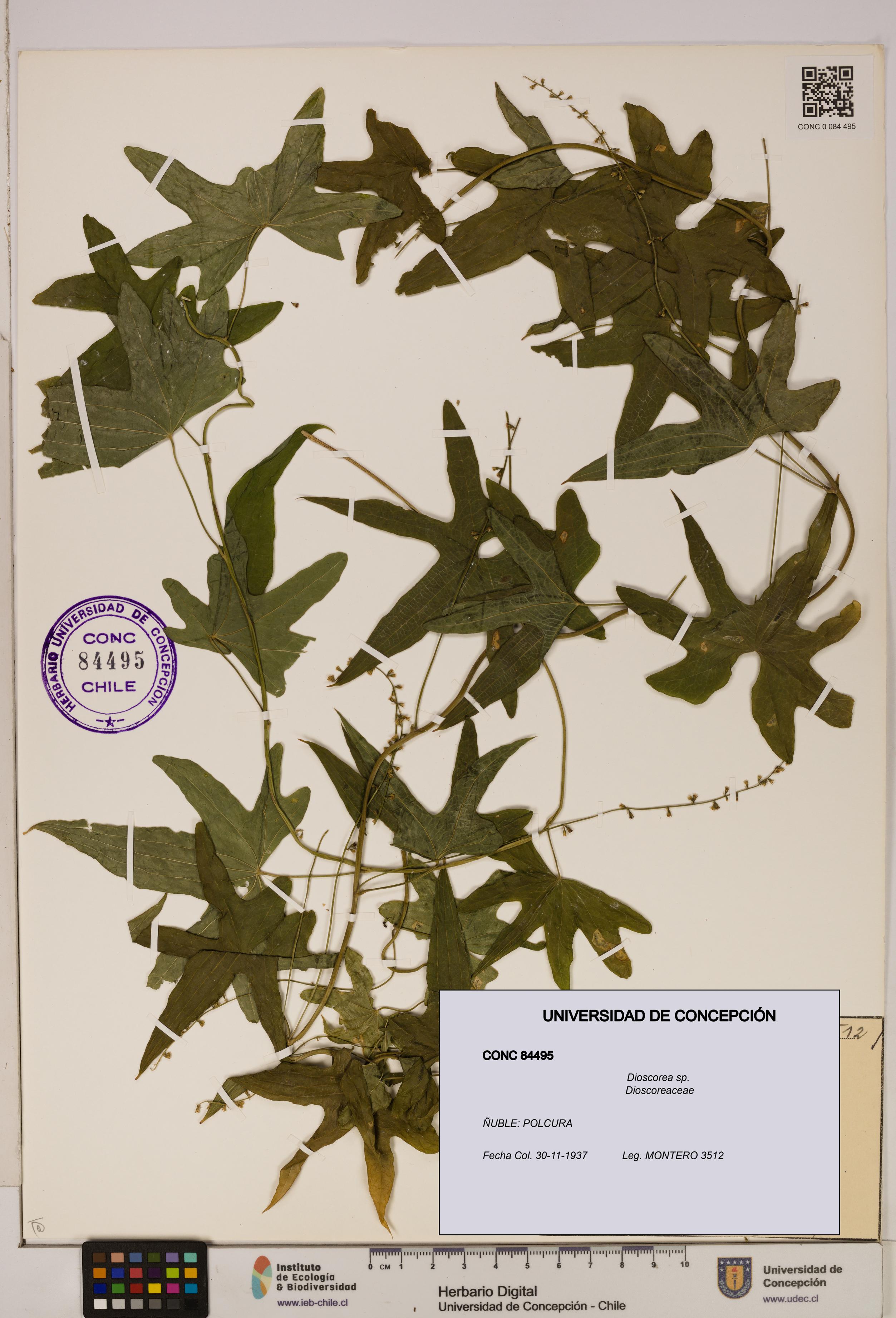 Dioscorea sp. [Espécimen: ]