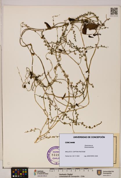 Dioscorea sp. [Espécimen: ]