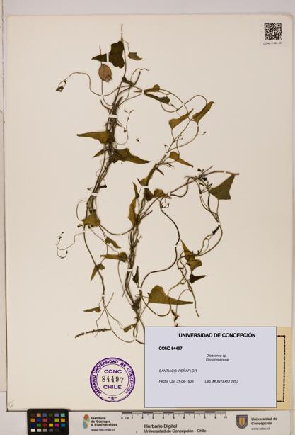 Dioscorea sp. [Espécimen: ]