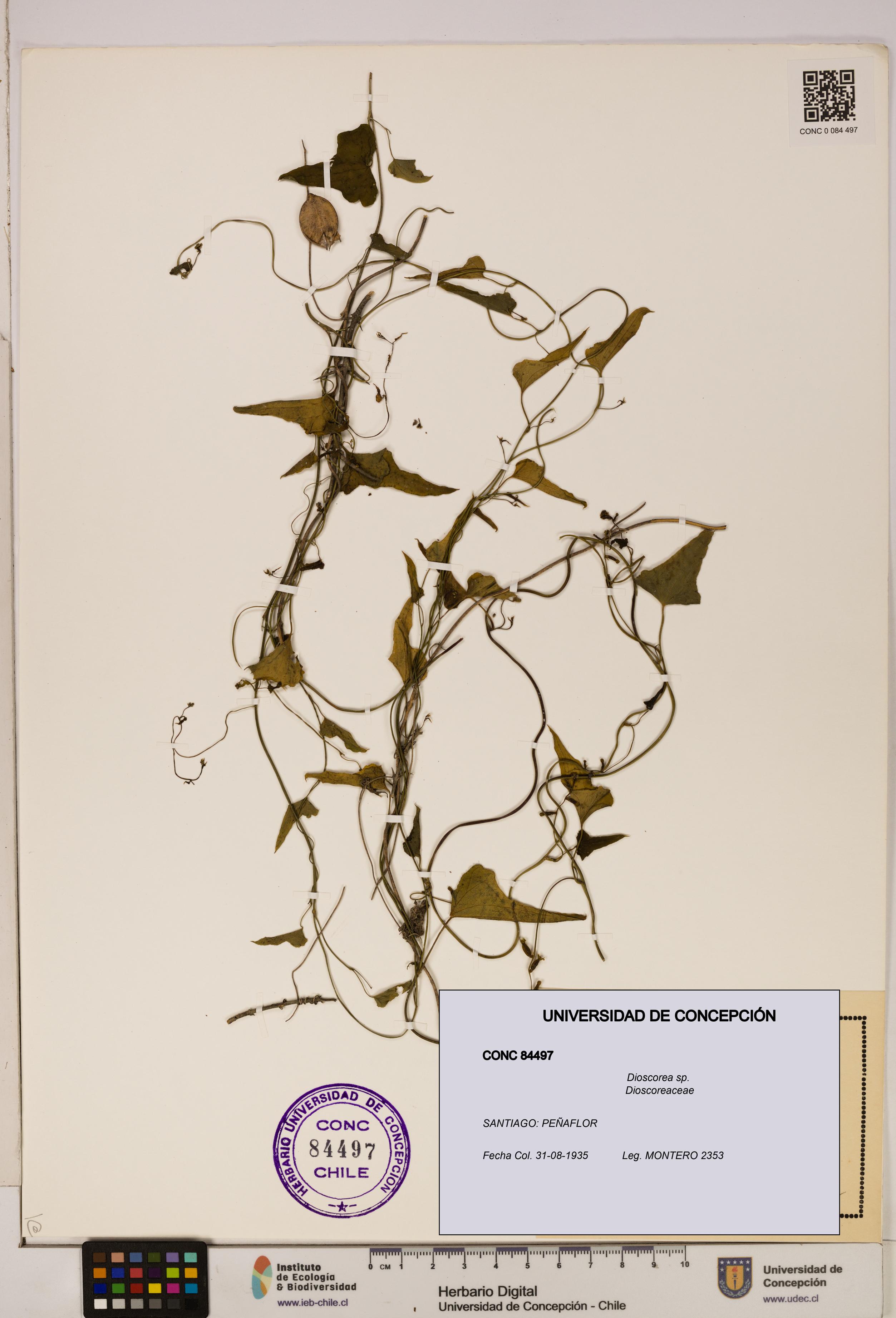 Dioscorea sp. [Espécimen: ]