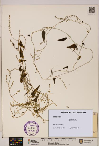 Dioscorea sp. [Espécimen: ]