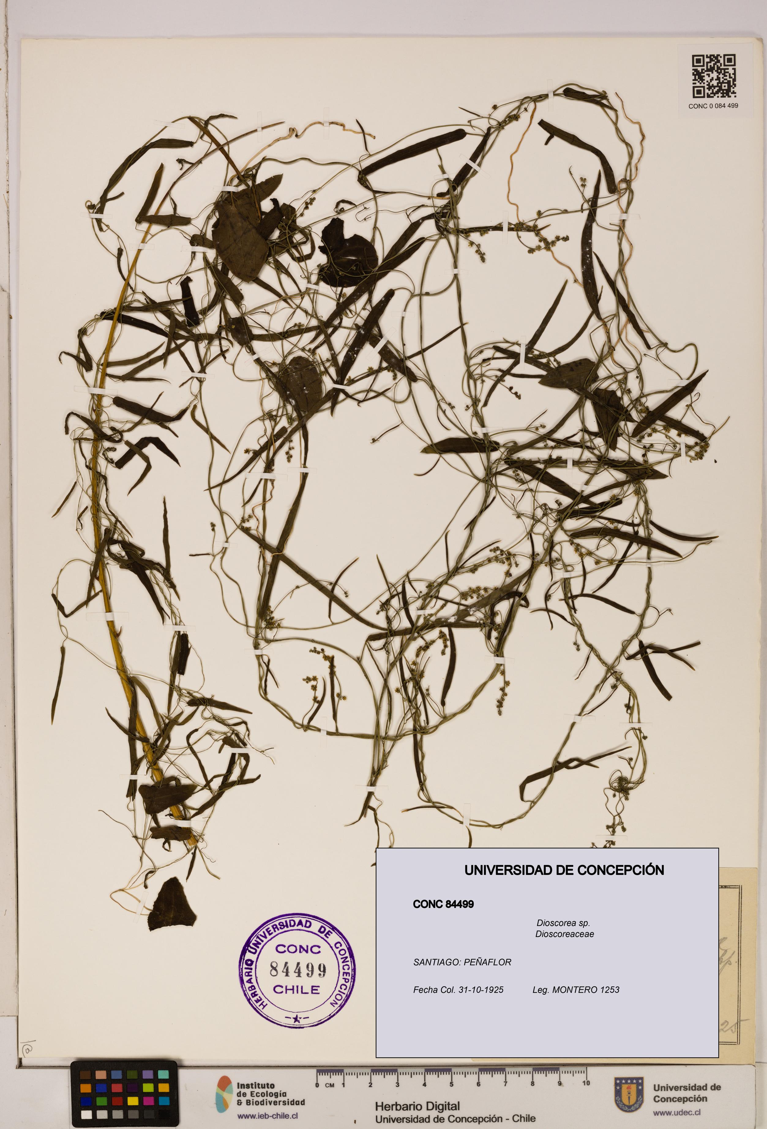 Dioscorea sp. [Espécimen: ]