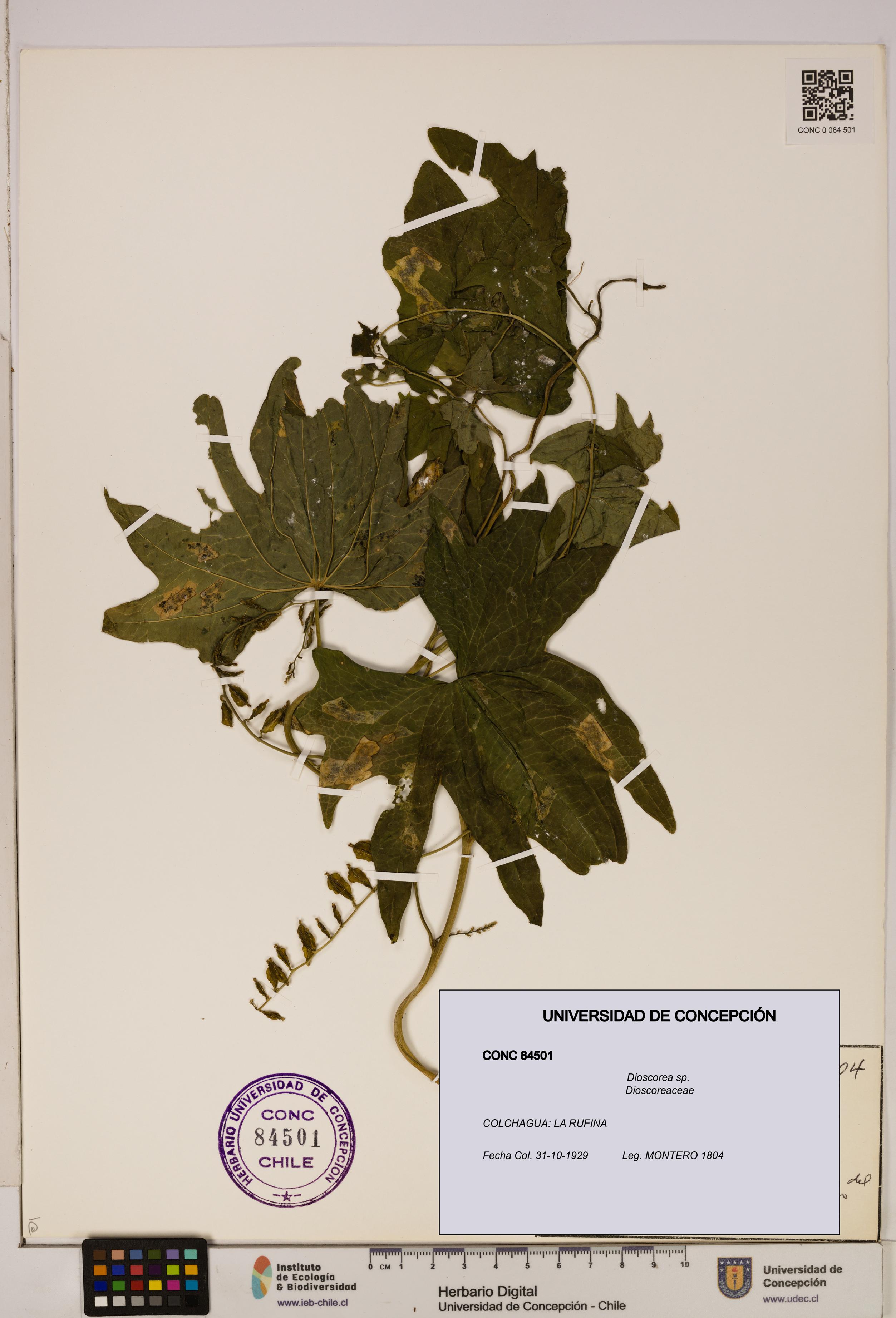 Dioscorea sp. [Espécimen: ]