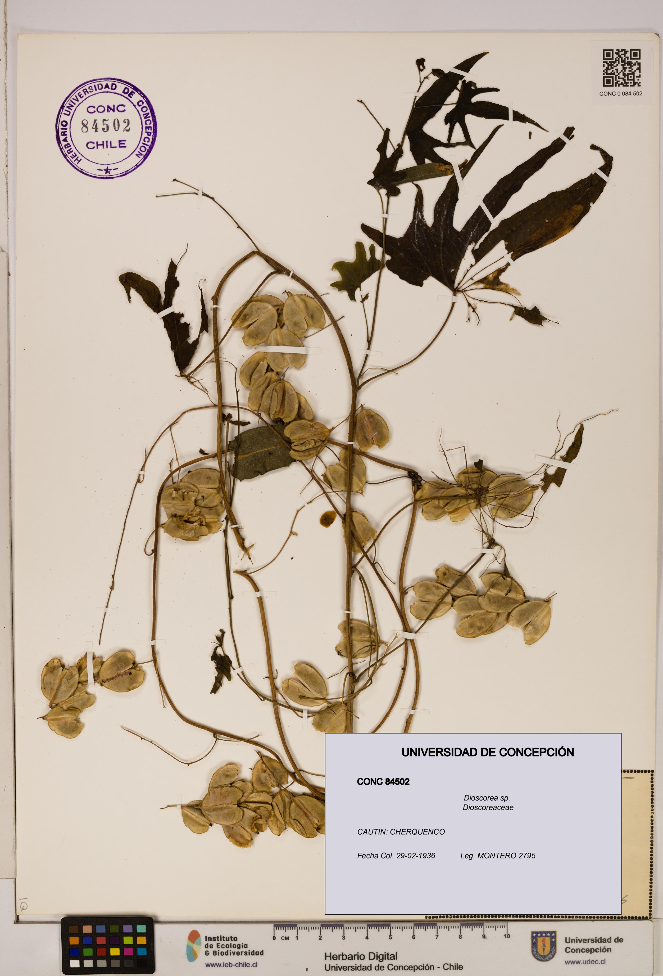 Dioscorea sp. [Espécimen: ]
