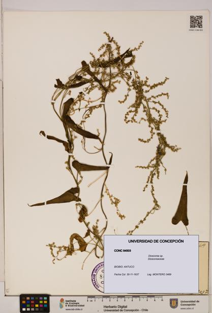 Dioscorea sp. [Espécimen: ]