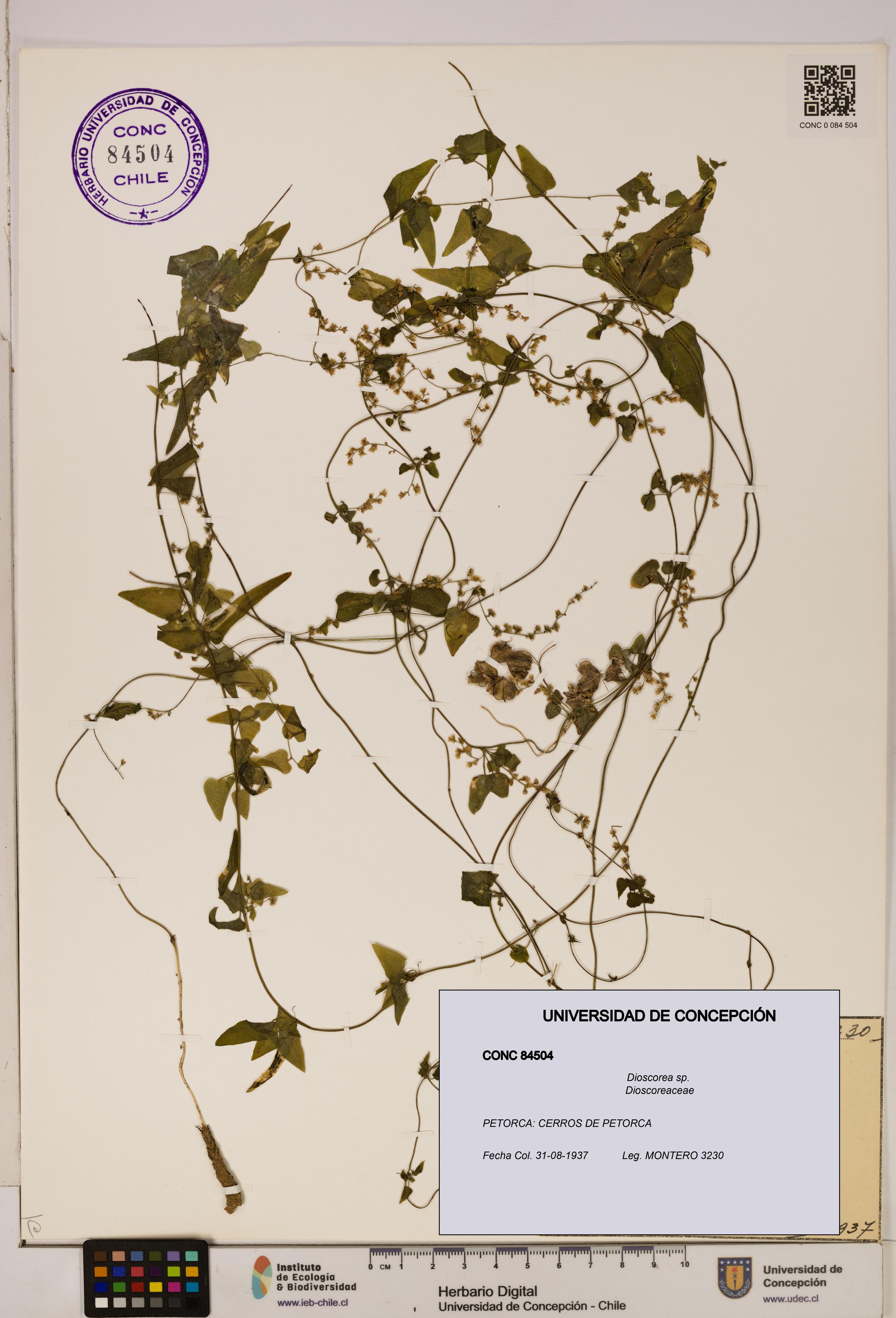 Dioscorea sp. [Espécimen: ]