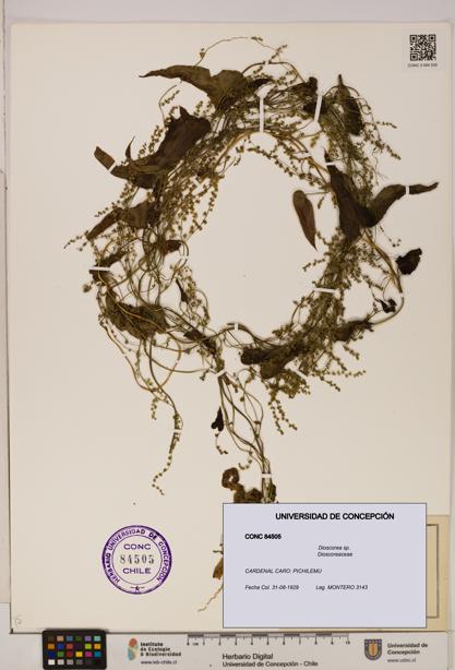 Dioscorea sp. [Espécimen: ]