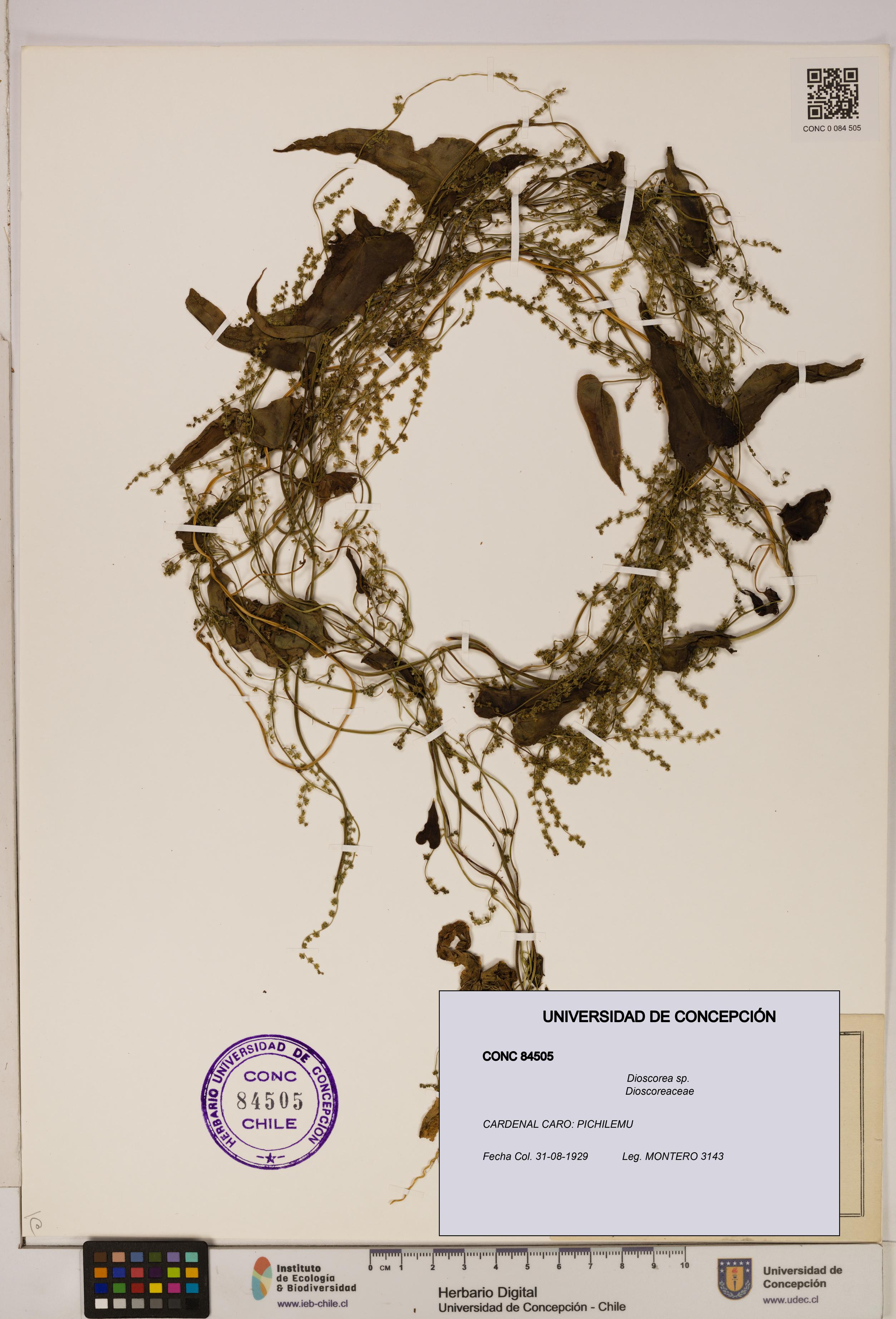 Dioscorea sp. [Espécimen: ]