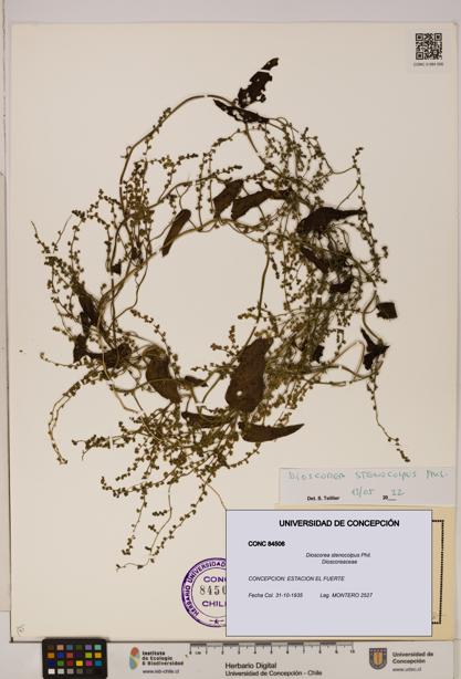 Dioscorea stenocolpus [Espécimen: ]