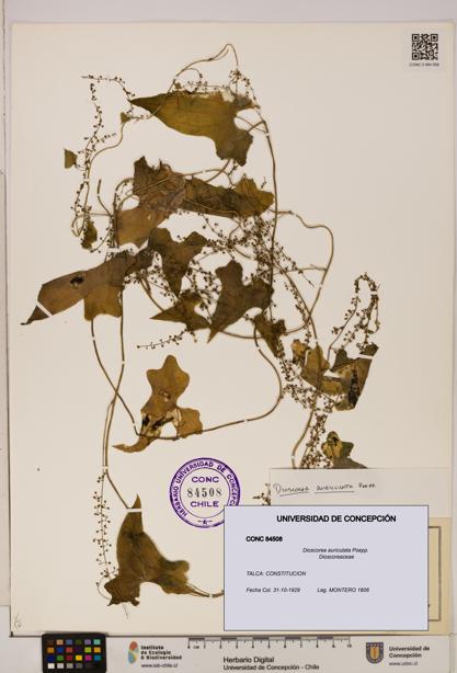 Dioscorea auriculata [Espécimen: ]