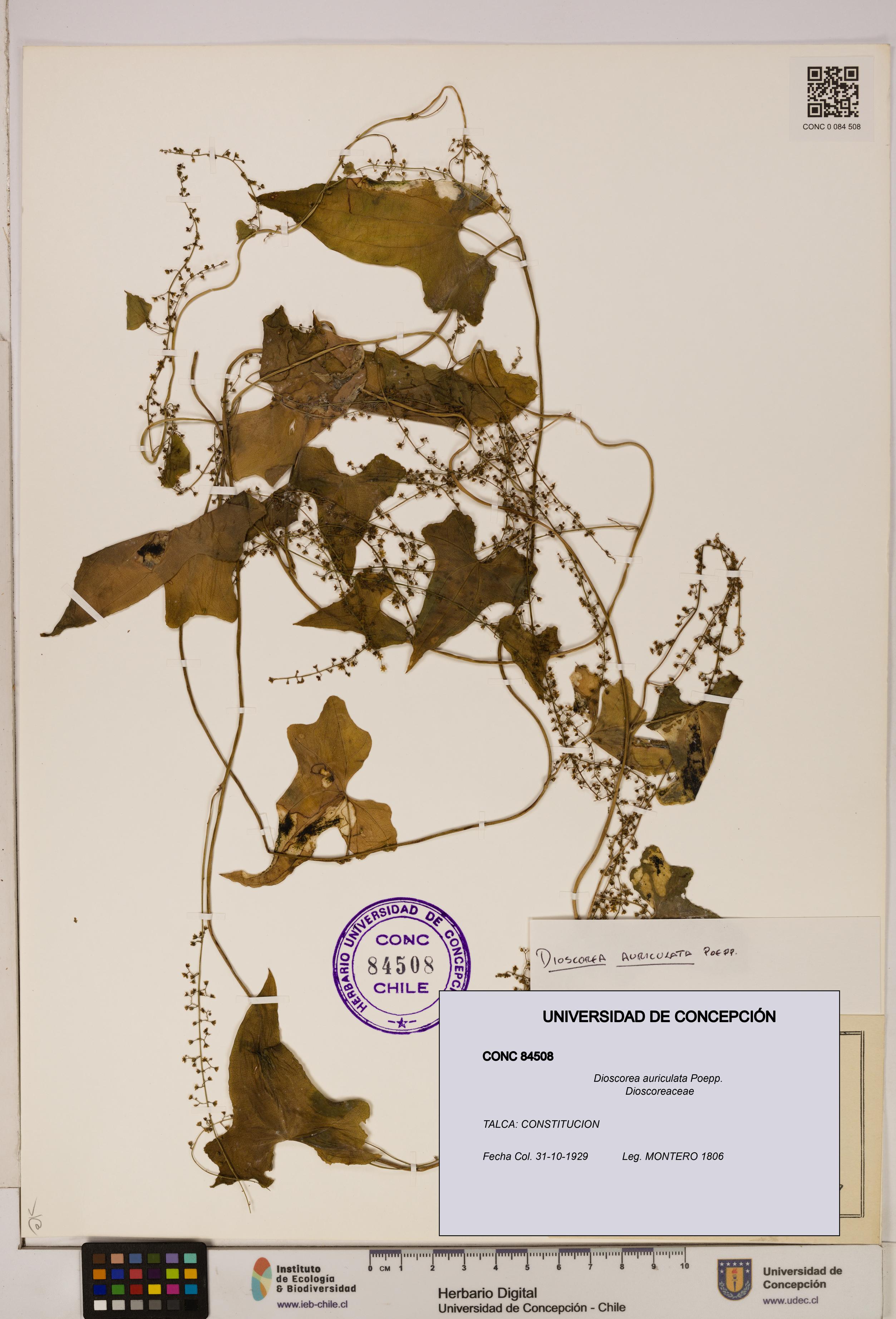 Dioscorea auriculata [Espécimen: ]