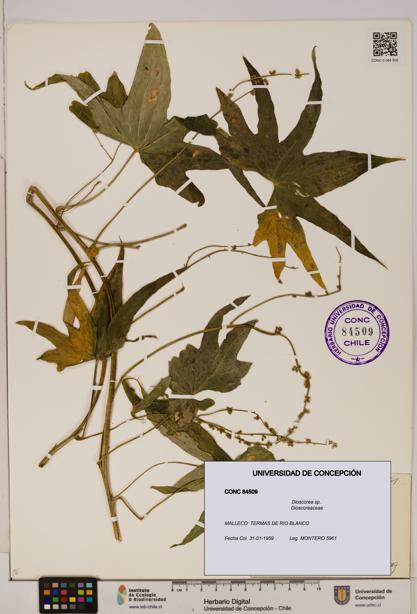 Dioscorea sp. [Espécimen: ]