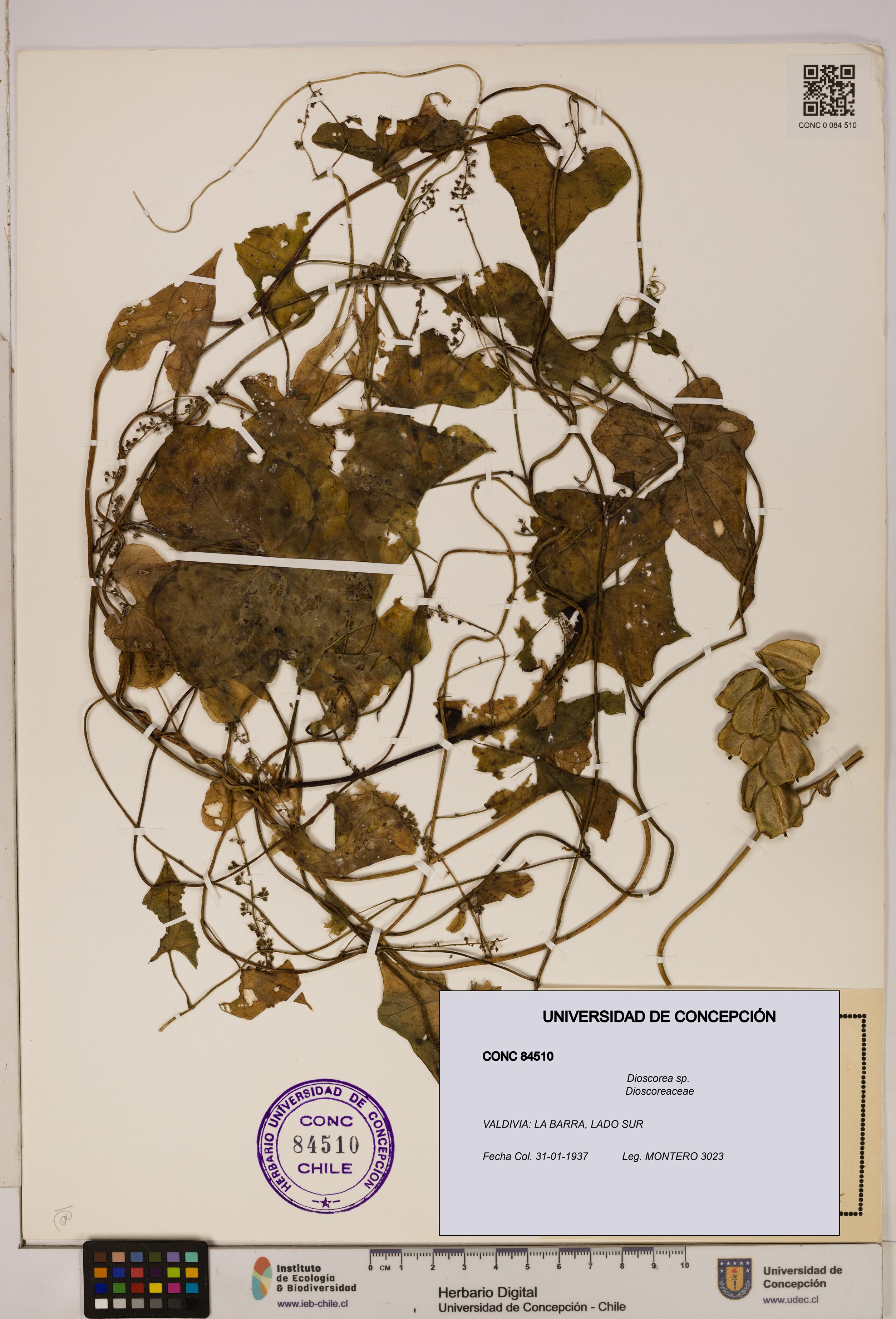 Dioscorea sp. [Espécimen: ]