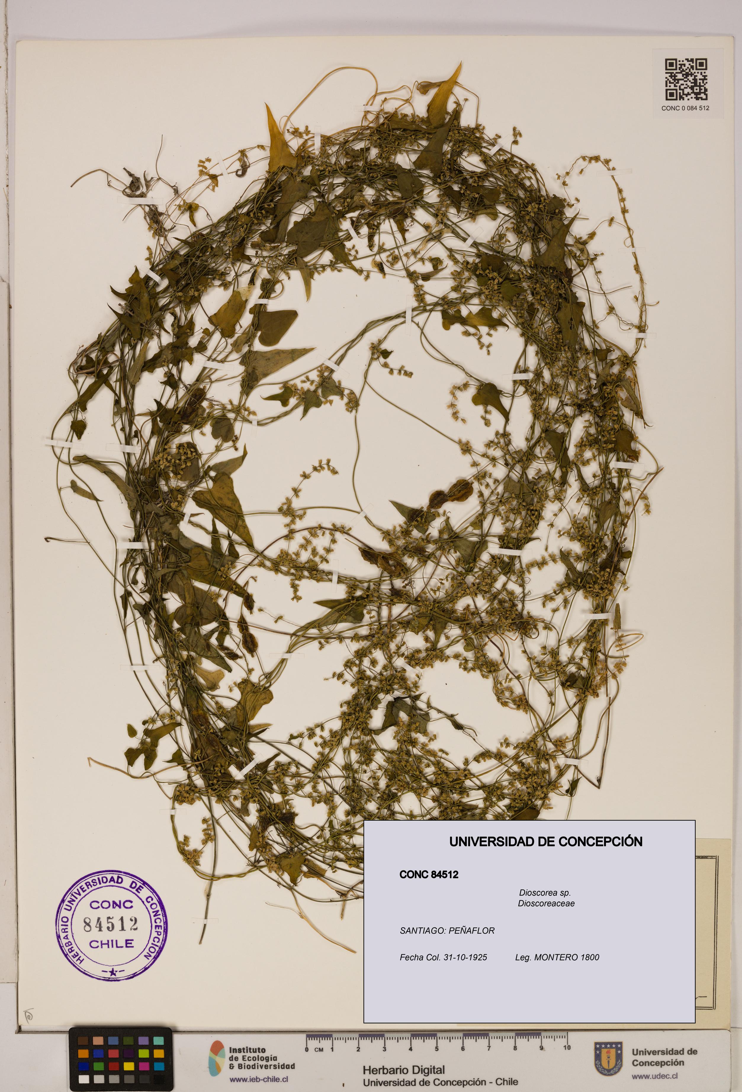 Dioscorea sp. [Espécimen: ]