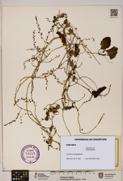 Dioscorea sp. [Espécimen: ]