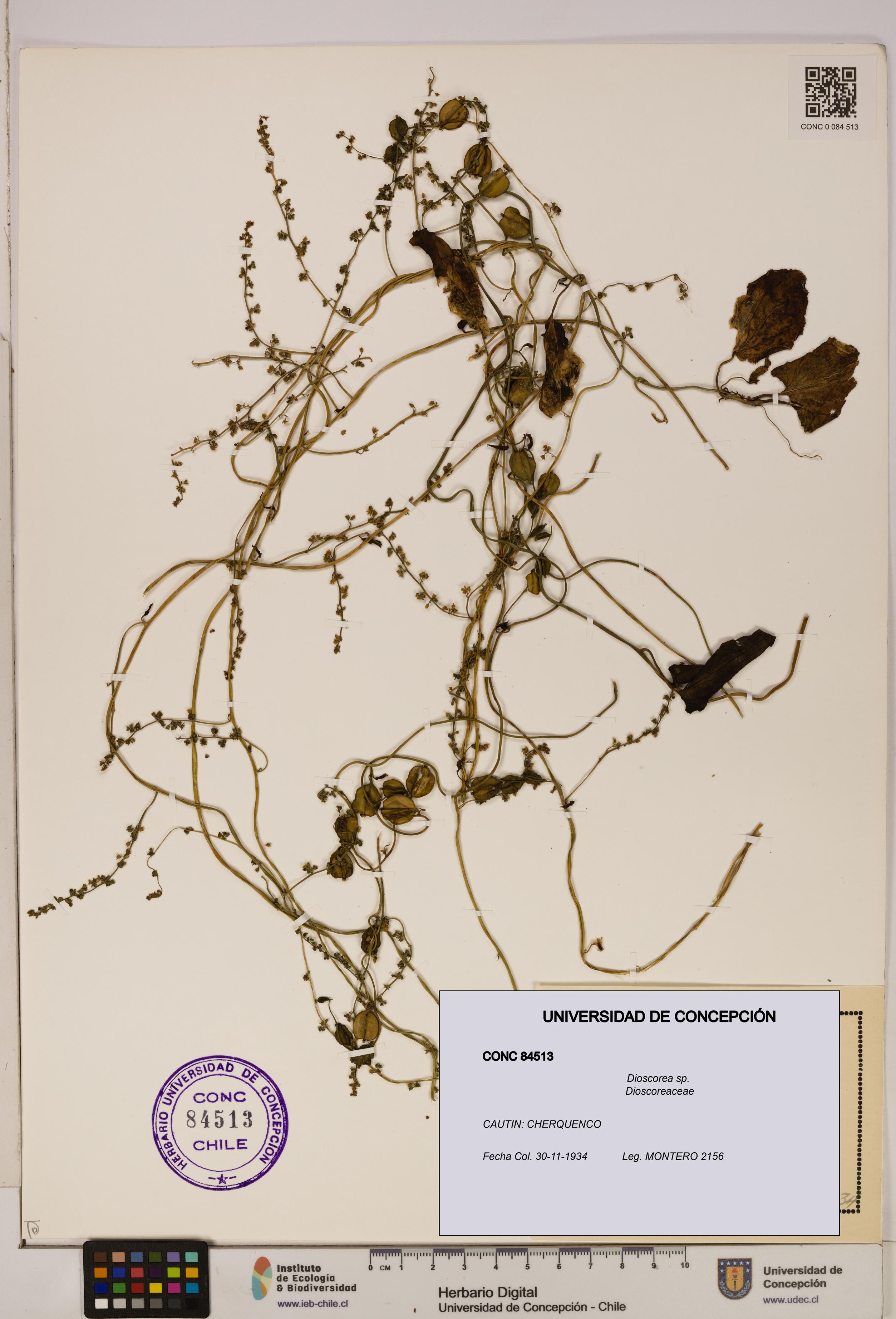 Dioscorea sp. [Espécimen: ]