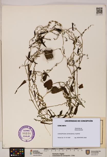Dioscorea sp. [Espécimen: ]