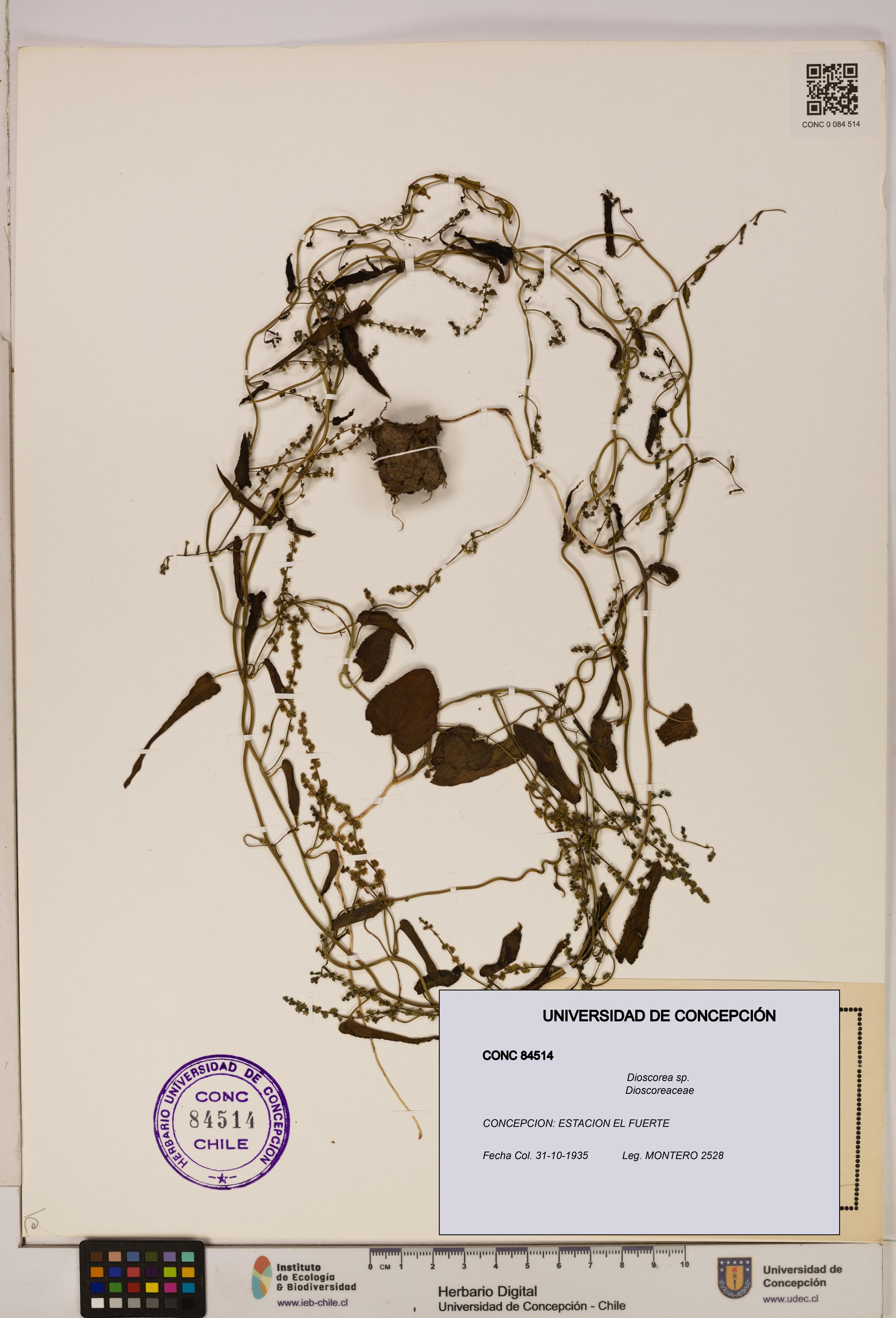 Dioscorea sp. [Espécimen: ]