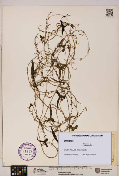 Dioscorea sp. [Espécimen: ]