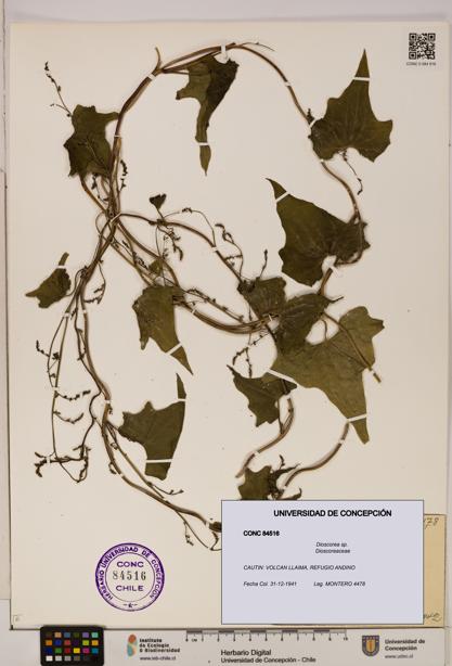 Dioscorea sp. [Espécimen: ]