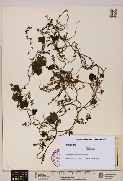 Dioscorea sp. [Espécimen: ]