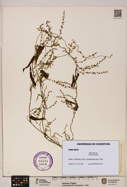 Dioscorea sp. [Espécimen: ]
