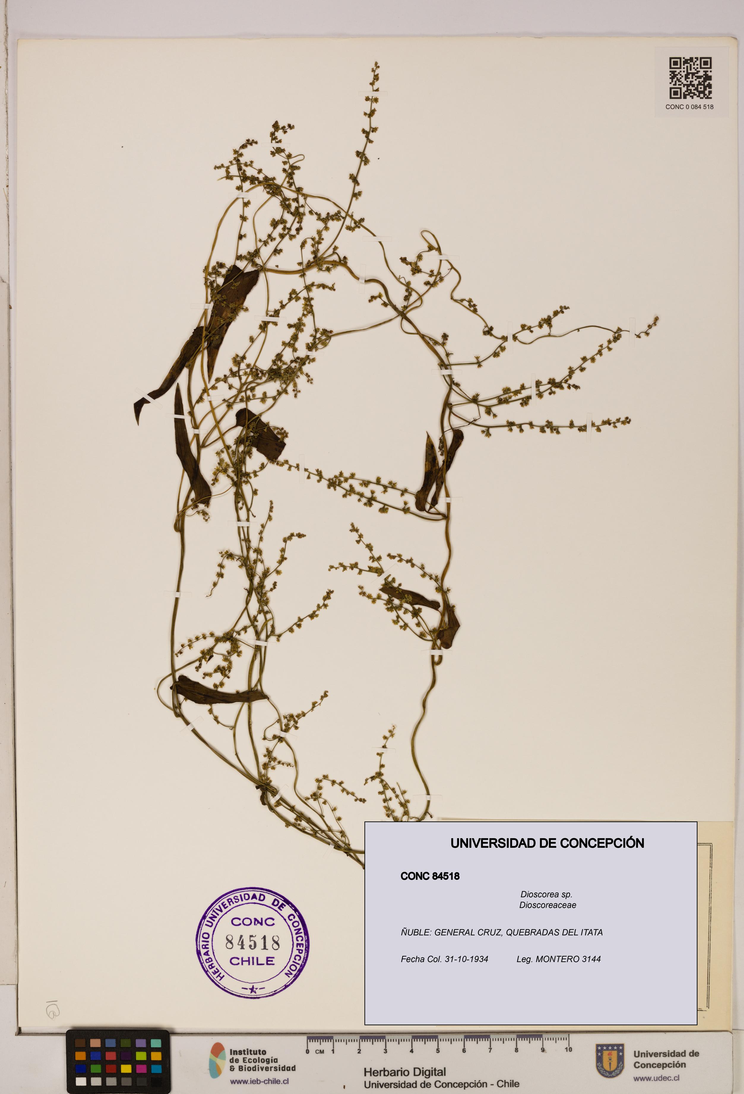 Dioscorea sp. [Espécimen: ]