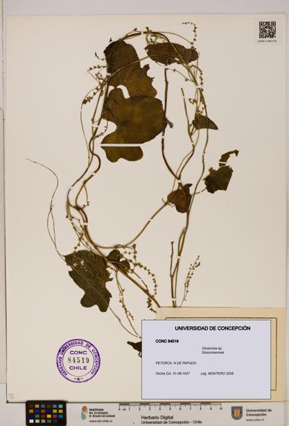Dioscorea sp. [Espécimen: ]