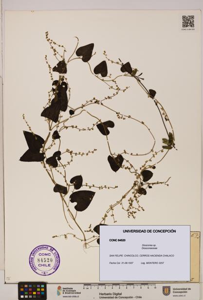 Dioscorea sp. [Espécimen: ]