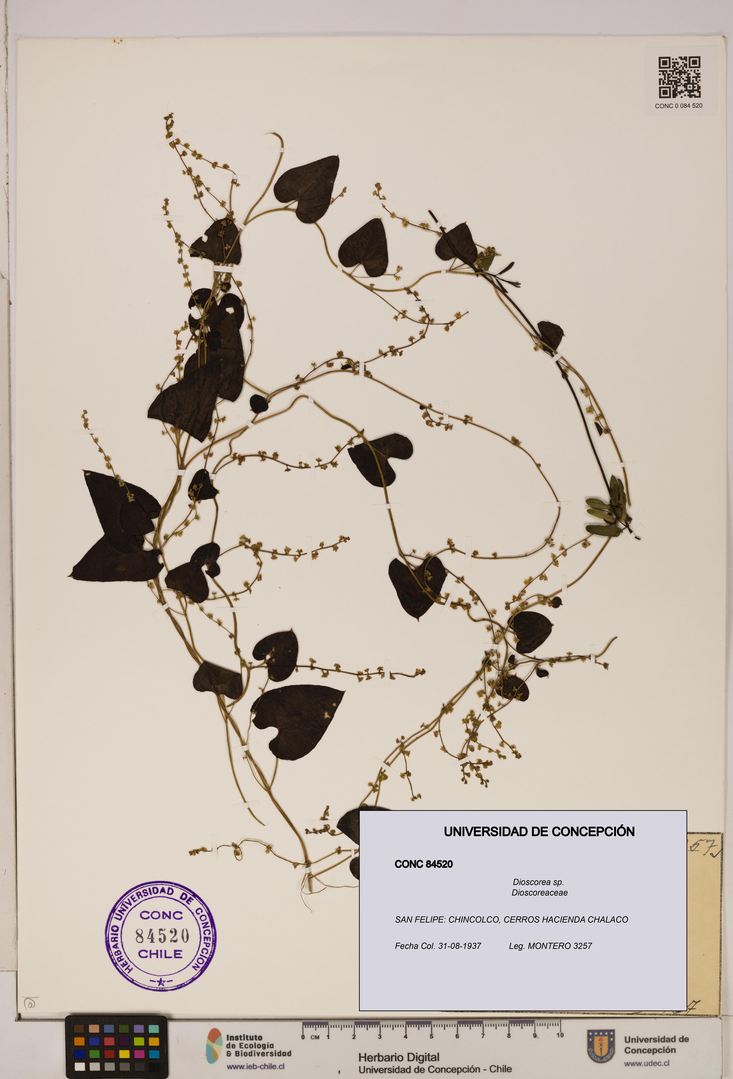 Dioscorea sp. [Espécimen: ]