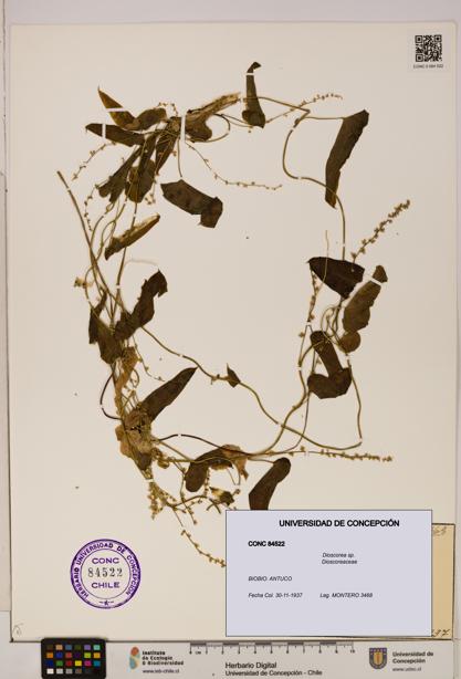 Dioscorea sp. [Espécimen: ]