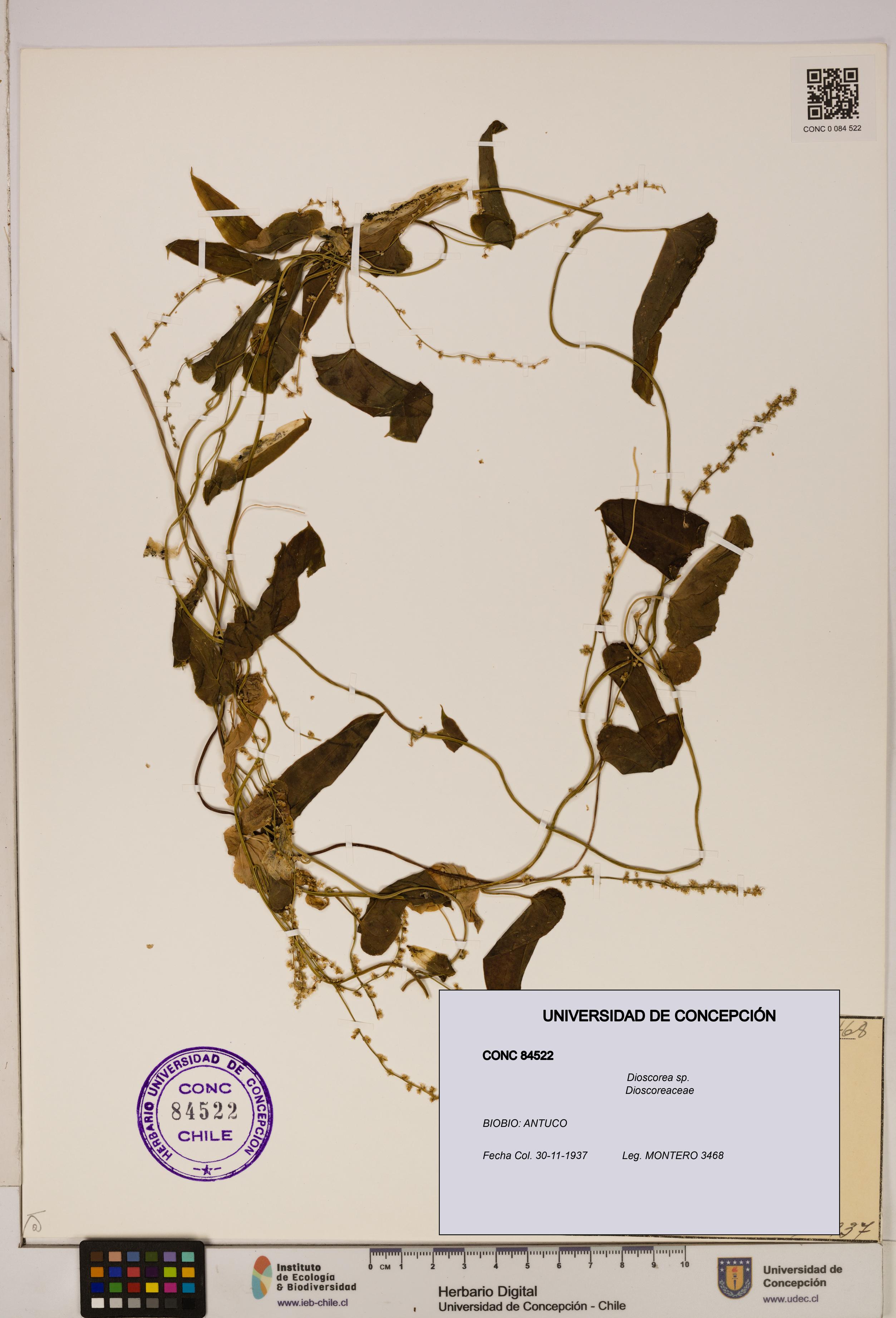 Dioscorea sp. [Espécimen: ]