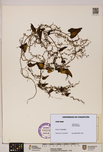 Dioscorea sp. [Espécimen: ]