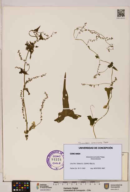 Dioscorea auriculata [Espécimen: ]