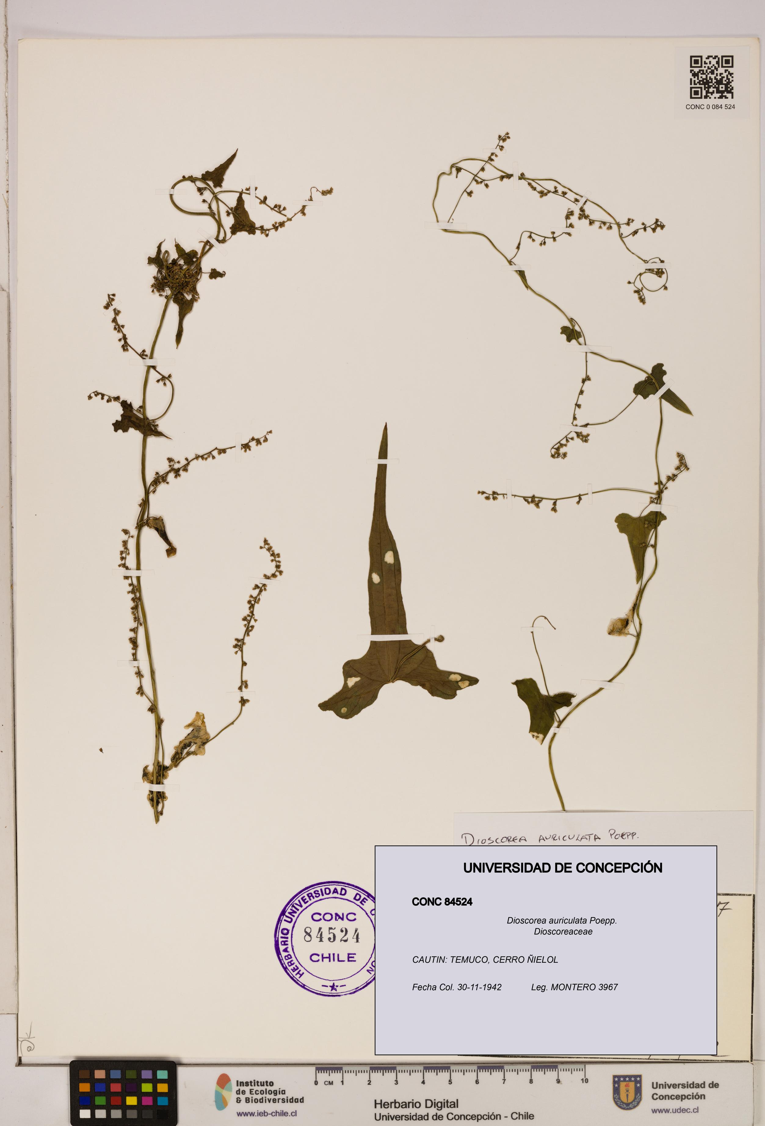 Dioscorea auriculata [Espécimen: ]