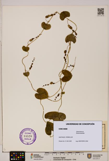 Dioscorea sp. [Espécimen: ]