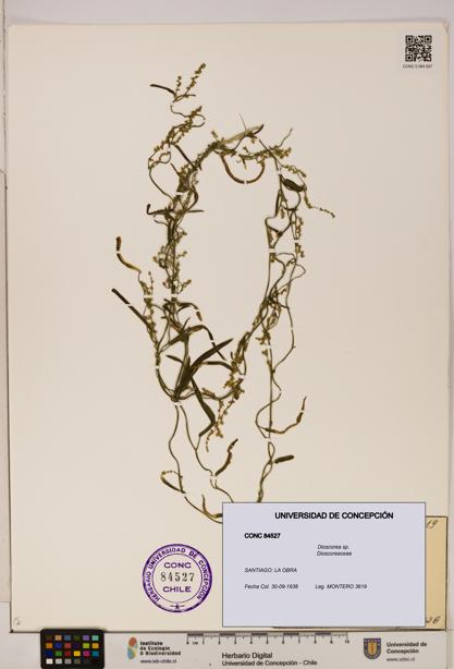 Dioscorea sp. [Espécimen: ]